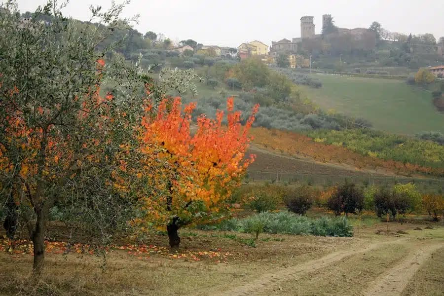 Longiano — photo 8