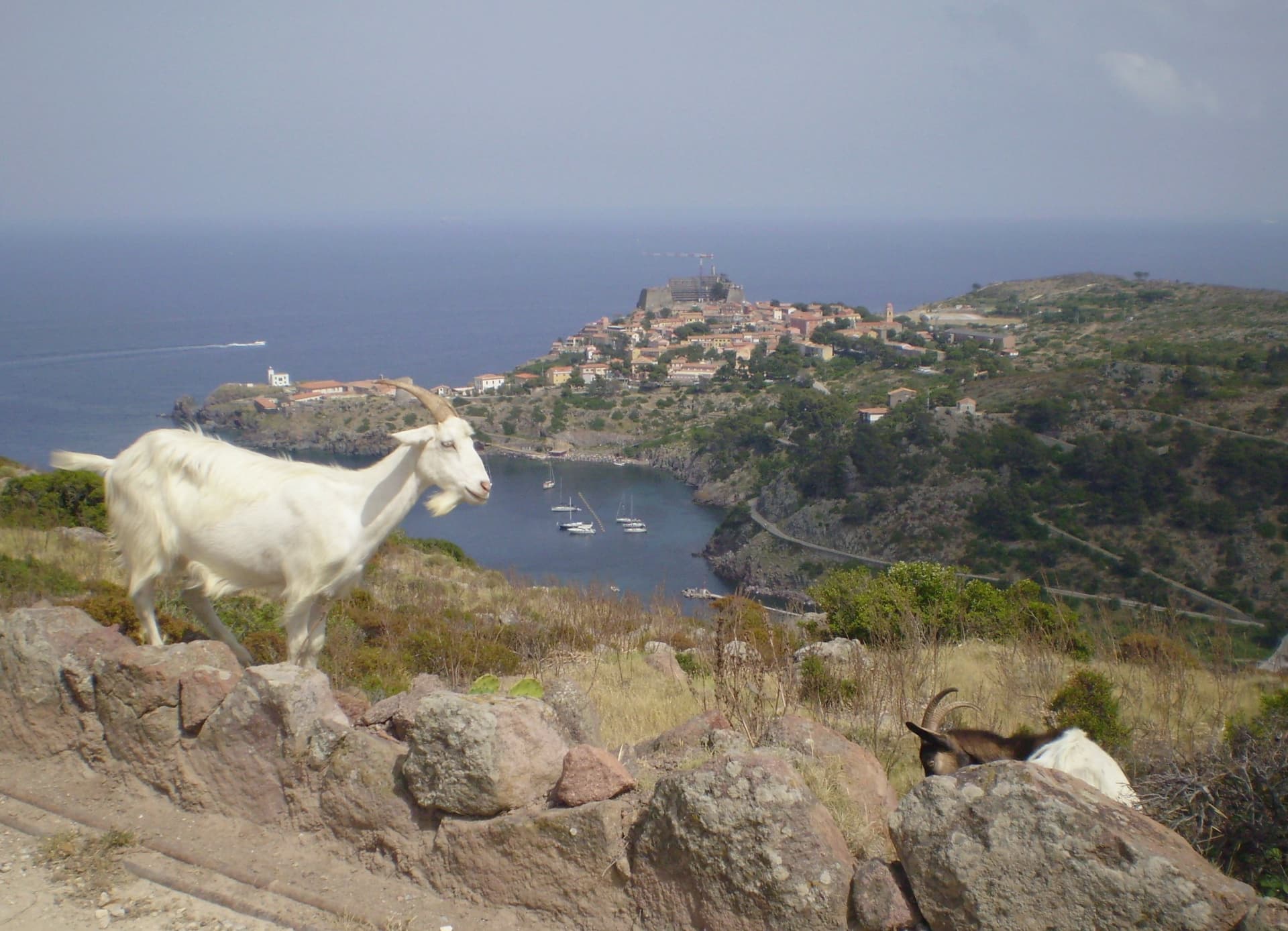 Capraia Isola — photo 7